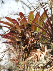 Tillandsia rotundata