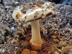 Conocybe intrusa