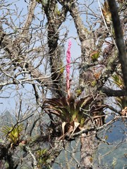 Tillandsia lucida
