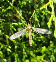 Tipula submaculata
