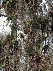Tillandsia rotundata
