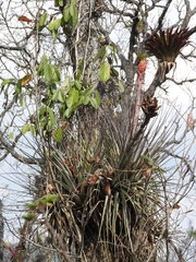 Tillandsia rotundata