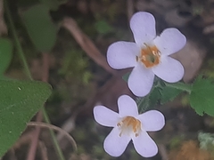 Chaenostoma cordatum