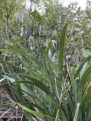 Phormium cookianum hookeri