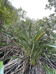 Phormium cookianum hookeri