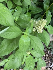 Palicourea hebeclada