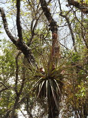 Tillandsia rotundata