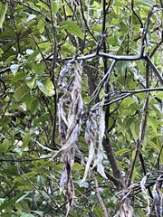 Phormium cookianum hookeri