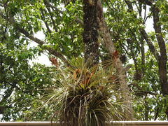 Tillandsia rotundata