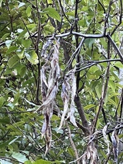 Phormium cookianum hookeri