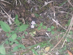 Chaenostoma cordatum