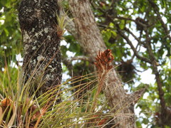 Tillandsia rotundata