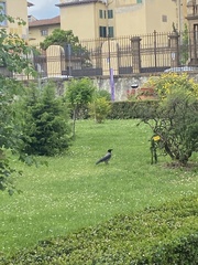 Corvus cornix cornix