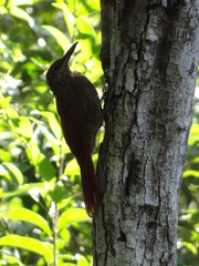 Dendrocolaptes sanctithomae