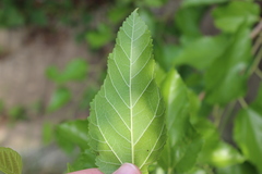 Morus rubra