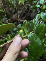 Schlegelia brachyantha