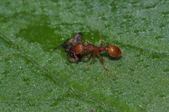 Tetramorium nipponense