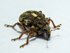 Rhinoncus pericarpius