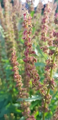 Rumex
