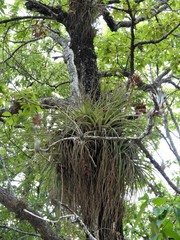 Tillandsia rotundata
