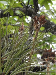 Tillandsia rotundata