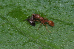 Tetramorium nipponense