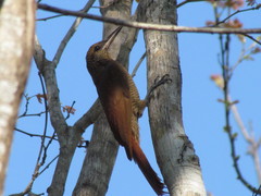 Dendrocolaptes sanctithomae