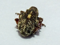 Rhinoncus pericarpius