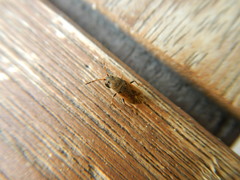 Megalonotus sabulicola