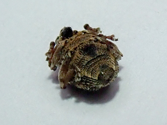 Rhinoncus pericarpius