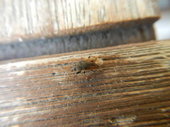 Megalonotus sabulicola