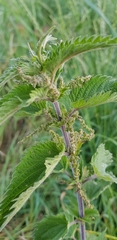 Urtica dioica