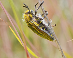 Julodis ehrenbergii