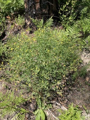 Baptisia lecontei