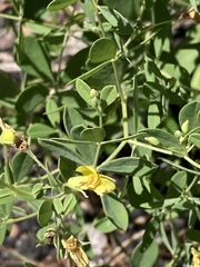 Baptisia lecontei