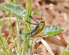Julodis