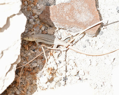 Acanthodactylus schreiberi