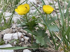 Ranunculus montanus