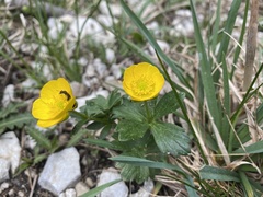 Ranunculus montanus