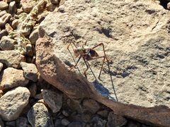 Acanthoplus longipes
