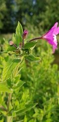Epilobium hirsutum