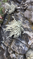 Ramalina siliquosa