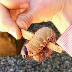 Ancognatha scarabaeoides