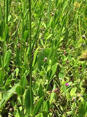 Physostegia intermedia