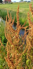 Rumex