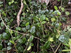 Schlegelia brachyantha