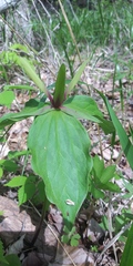 Trillium viride