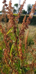 Rumex