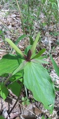 Trillium viride
