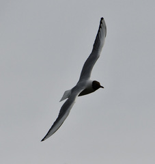 Chroicocephalus ridibundus